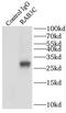 RAB3C, Member RAS Oncogene Family antibody, FNab07027, FineTest, Immunoprecipitation image 