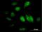 GTP Binding Protein 4 antibody, H00023560-B01P, Novus Biologicals, Immunofluorescence image 