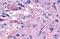 G Protein-Coupled Receptor 139 antibody, NLS2719, Novus Biologicals, Immunohistochemistry frozen image 