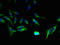 ATP Binding Cassette Subfamily A Member 9 antibody, LS-C398935, Lifespan Biosciences, Immunofluorescence image 