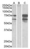 Neurexin 1 antibody, orb19537, Biorbyt, Western Blot image 