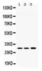 Aquaporin 11 antibody, PB10044, Boster Biological Technology, Western Blot image 