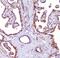 RP2 Activator Of ARL3 GTPase antibody, A01923-1, Boster Biological Technology, Immunohistochemistry paraffin image 