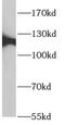 Rho/Rac Guanine Nucleotide Exchange Factor 18 antibody, FNab00561, FineTest, Western Blot image 