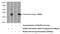 Chromosome 6 Open Reading Frame 141 antibody, 24355-1-AP, Proteintech Group, Western Blot image 