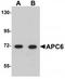 Cell division cycle protein 16 homolog antibody, TA319762, Origene, Western Blot image 