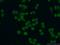 CCAAT Enhancer Binding Protein Beta antibody, 23431-1-AP, Proteintech Group, Immunofluorescence image 