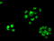 Replication Protein A2 antibody, M02067, Boster Biological Technology, Immunofluorescence image 