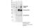 Bruton Tyrosine Kinase antibody, 18805S, Cell Signaling Technology, Immunoprecipitation image 