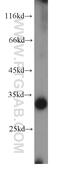 Mitochondrial Ribosomal Protein L2 antibody, 16492-1-AP, Proteintech Group, Western Blot image 