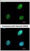 RNA-binding protein Raly antibody, NBP2-20065, Novus Biologicals, Immunofluorescence image 