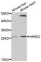 Heart- and neural crest derivatives-expressed protein 2 antibody, A04652, Boster Biological Technology, Western Blot image 