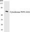 1,25-dihydroxyvitamin D(3) 24-hydroxylase, mitochondrial antibody, LS-C291854, Lifespan Biosciences, Western Blot image 