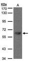 F-box-like/WD repeat-containing protein TBL1X antibody, PA5-28644, Invitrogen Antibodies, Western Blot image 