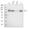 Neuropilin 1 antibody, M01324-1, Boster Biological Technology, Western Blot image 