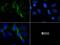 5-Hydroxytryptamine Receptor 4 antibody, NBP1-78403, Novus Biologicals, Immunofluorescence image 