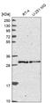 ETV7 antibody, HPA049689, Atlas Antibodies, Western Blot image 