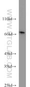 CD24 Molecule antibody, 10600-1-AP, Proteintech Group, Western Blot image 