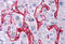 CD32 antibody, MBS247259, MyBioSource, Immunohistochemistry frozen image 
