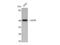 D(4) dopamine receptor antibody, STJ92643, St John
