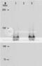 RB Transcriptional Corepressor 1 antibody, 71-171, BioAcademia Inc, Western Blot image 