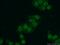 CTD Small Phosphatase Like 2 antibody, 17532-1-AP, Proteintech Group, Immunofluorescence image 