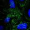 Septin-9 antibody, NBP2-55358, Novus Biologicals, Immunocytochemistry image 