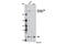 CAD protein antibody, 12662S, Cell Signaling Technology, Western Blot image 