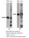 Sideroflexin 1 antibody, TA352907L, Origene, Western Blot image 