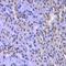 C-C Motif Chemokine Ligand 7 antibody, orb256344, Biorbyt, Immunohistochemistry paraffin image 