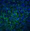 Toll-like receptor 4 antibody, 3141, ProSci Inc, Immunofluorescence image 