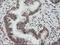 Zinc Finger And SCAN Domain Containing 18 antibody, LS-C174274, Lifespan Biosciences, Immunohistochemistry paraffin image 