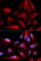S100 Calcium Binding Protein A11 antibody, orb167392, Biorbyt, Immunofluorescence image 
