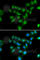 POU Class 2 Homeobox Associating Factor 1 antibody, A6696, ABclonal Technology, Immunofluorescence image 