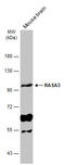 RAS P21 Protein Activator 3 antibody, GTX115632, GeneTex, Western Blot image 