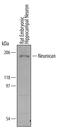 Neurocan antibody, PA5-47779, Invitrogen Antibodies, Western Blot image 