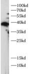 Myeloid leukemia factor 1 antibody, FNab10756, FineTest, Western Blot image 