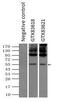Solute Carrier Family 7 Member 8 antibody, GTX83621, GeneTex, Immunoprecipitation image 
