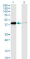 DnaJ Heat Shock Protein Family (Hsp40) Member B4 antibody, H00011080-M02, Novus Biologicals, Western Blot image 