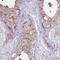 UT14C antibody, NBP2-33483, Novus Biologicals, Immunohistochemistry paraffin image 