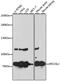 ERCC Excision Repair 6 Like 2 antibody, A13144, ABclonal Technology, Western Blot image 