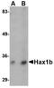 HCLS1 Associated Protein X-1 antibody, NBP1-76361, Novus Biologicals, Western Blot image 