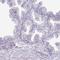 Sperm-associated antigen 1 antibody, HPA053682, Atlas Antibodies, Immunohistochemistry frozen image 