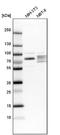 Exonuclease 3'-5' Domain Containing 2 antibody, NBP1-88405, Novus Biologicals, Western Blot image 