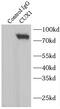 Homeobox protein cut-like 1 antibody, FNab02083, FineTest, Immunoprecipitation image 