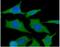 HSP90AA1 antibody, NBP1-04301, Novus Biologicals, Immunocytochemistry image 