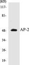 Transcription Factor AP-2 Alpha antibody, EKC1032, Boster Biological Technology, Western Blot image 