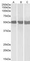 DEAD-Box Helicase 6 antibody, PA5-18478, Invitrogen Antibodies, Western Blot image 