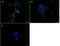 Peroxisome Proliferator Activated Receptor Alpha antibody, NB600-636, Novus Biologicals, Immunocytochemistry image 