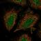 Coiled-Coil Domain Containing 122 antibody, HPA054995, Atlas Antibodies, Immunofluorescence image 
